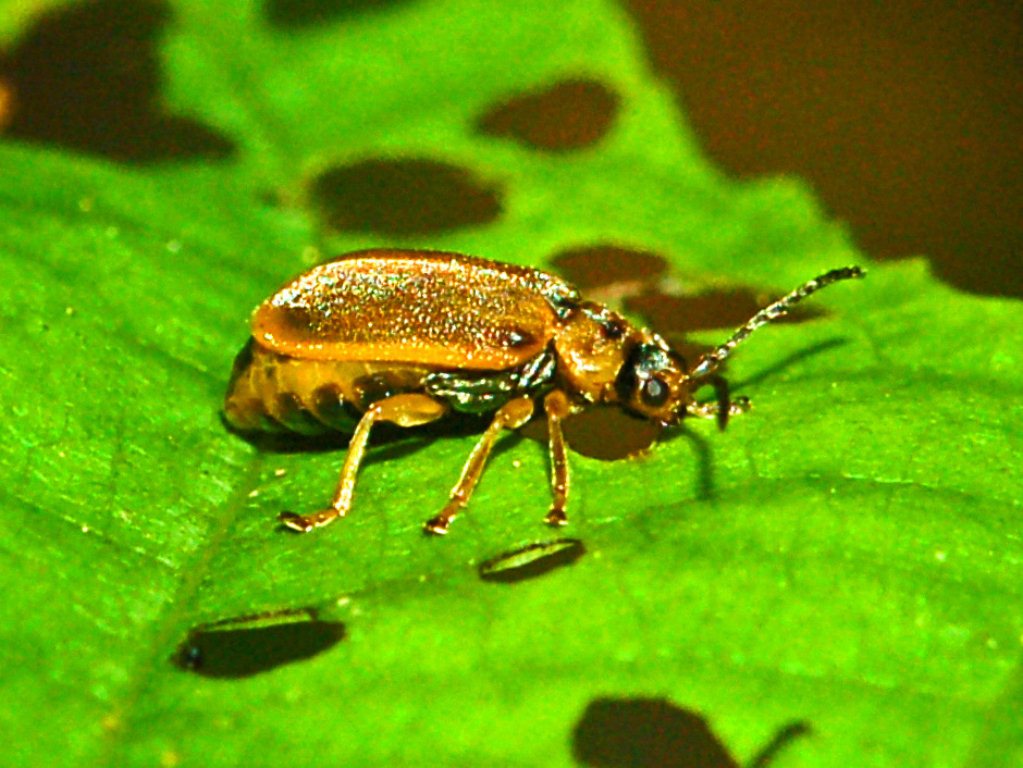 Chrysomelidae bruno pallido in attesa di identificazione